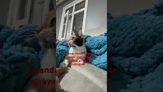 #s&uuml;perteşekk&uuml;r #danke #kedi #katılbutonu #animals #puppy #thanks #k&ouml;pek #k&ouml;m&uuml;r #sponsor