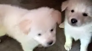 Chikku is live with his family for New Year's party