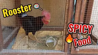 beautiful rooster eating powerful diet egg + millet | powerful diet for rooster | desi farm