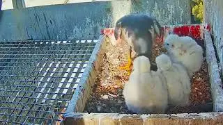 #falcons nest Cam2#83 Review mother bird feeding her chicks in the nest #birds #nature #lovebirds