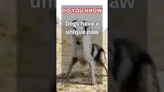 Pawsonal Identifiers: Unveiling Dog's Paw Print #shorts #animalfacts