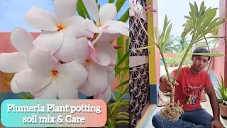 Plumeria/Champa Plant Perfrct Soil Mix, Potting & Care #plumeria #garden #champa