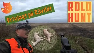 Drivjagt p&aring; R&aring;vildt med Rold Hunt | Driven Hunt for Roedeer