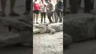 TOP 10 Wild Animal Encounters India (CCTV Leaked!)
