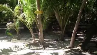 Welcome to Itza Lodge - A Private Island Resort