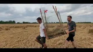 Mission sauvetage de busards cendrés en Bourgogne - LPO BFC