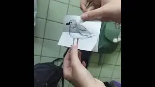 BIRD MUSCLE