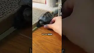 Tiny turtle follows cat everywhere