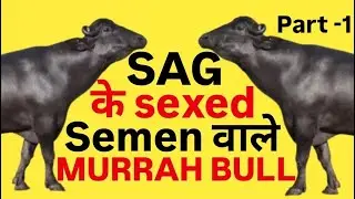 Top Murrah bull for Breeding || Sag के sexed semen वाले Murrah bull ||सर्वश्रेष्ठ मुर्रा बुल | farm