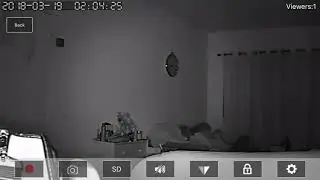 Haunted House Live Footage From Puppy Cam CCTV Caught Ghosts / Orbs! Creepy!