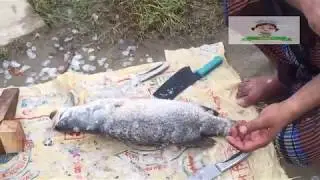 Amazing Cutting Fish | Barramundi  Fish Cutting | Vetki Mach | Big Carp Clean And Fillet Videos