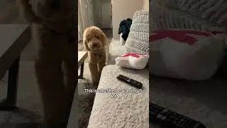 @beau_thedoodle: I can only run upstairs one time per play session lol #dog #doglover
