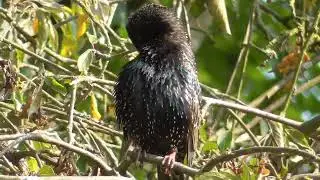 Starlings