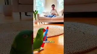 This is why we don't sleep on Jerry&rsquo;s rug! 🎊💥 #funnyanimals #talkingparrot #birdlife #animalhumor
