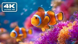Видео из аквариума в формате 4K – тропические рыбки, коралловые рифы и успокаивающая морская музыка.