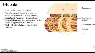 Chapter 10D - Muscle Tissue - EC Coupling