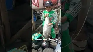 Barramundi Babon #shortvideo #shorts #short