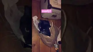 Cats love paper bags!🐱