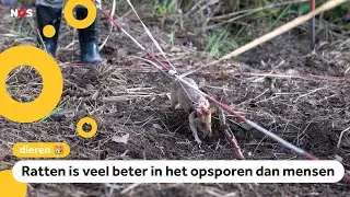 Rat breekt wereldrecord door 124 explosieven op te sporen