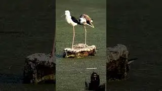 Ek peir wala pakhi