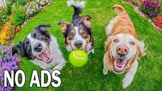 Музыка для собак 24 ЧАСА 🐶 От скуки и грусти дома одному днём 🌤️🦴 Без рекламы