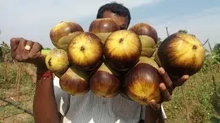 Picking Eating Fresh Toddy Palm Fruit in My Village Summer Fruit