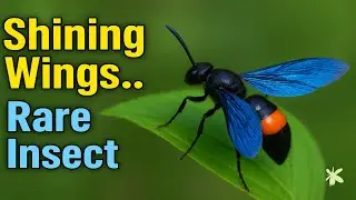 Blue-Winged Wasp | Rare Close-Up of Nature&rsquo;s Hidden Predator.