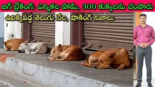 Mass poisoning of stray dogs in Hanamkonda: నోరు లేని కుక్కల్ని ఇలా చేయటం పాపంరా😭| Arepalli Sayampet
