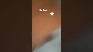 una mosca un mosquito
