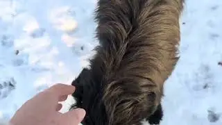 My winter journey for the dogs, to feed them far away in the forest🙂‍↕️❄️🐕🐶🙏