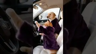 КРАСНЫЙ КОТ ДАВИТ НА КЛАКСОН: Зелёный пёс-456 хватает руль! 🔴📢#funny #cat #dog #smartcat #shorts