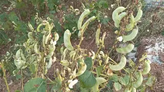 Papadi Vegetables Farming | val papadi At My Farm #papadi #val #vegetables #farming #nature 