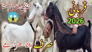 Younis Goat Farm Visit Latest Update❤️|19-Jan-26😍 Mandi Say Kam Kimat Mein🔥💥,