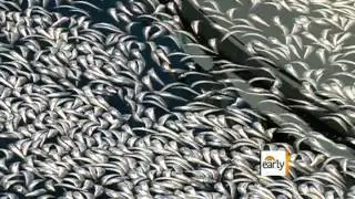 Mass fish die-off remains a mystery