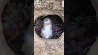 A Bunny Got Wasted on Grapes in China?! 🍇🐰 | You Won&rsquo;t Believe This Viral Moment