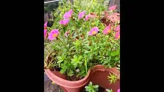 Good morning status/Beautiful flower status/balcony garden flowers
