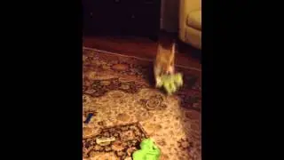 Max burns off some energy