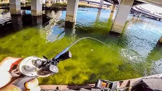 Urban Fishing EXTREMELY Clear Water That Was LOADED With Fish