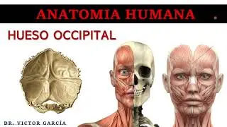 Hueso Occipital - Anatomía Humana en Odontología