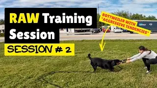 Akela the Rottie - What makes a dog aggressive, reactive or nippy, and how do we fix it? - Session 2
