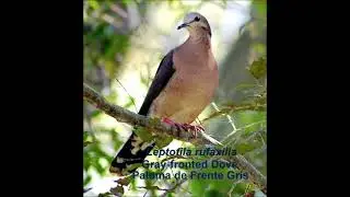 Gray fronted Dove.