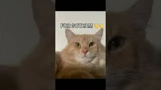 🦇🔫 for Gotham #cat #pets #youtubeshorts #funny #funnycats #2024 #foryou