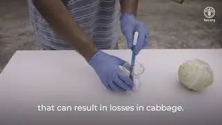 Technical tips to maintain quality and reduce food losses &ndash; Reducing soft rots in cabbage