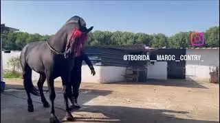 Tbourida 🐎&hearts;️ maroc 