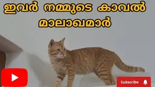 ഇവർ നമ്മുടെ കാവൽ മാലാഖമാർ 🥰audio credits puranam kadhakal 