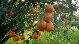 Orange 🍊 Orange farm 🍊🍊❤️#Gardening #HomeGardening #GardenVlog #PlantLovers
