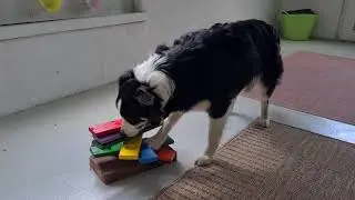 Mental training toy.  DIY.   Motivate your dog`s brain.