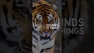 The Tiger's Message - A #binaural Beta 20Hz - 25Hz #frequency sound