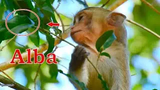 Poor girl Alba struggles to find to worm that the harm is hurting, Tiny baby Alba is very hungry!