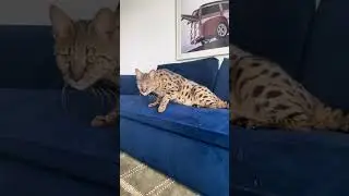 Savannah Cat Temperament